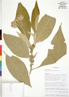Original material? of Solanum mauritianum Scop. [family SOLANACEAE]