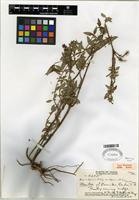 Isotype of Hedyotis degeneri var. degeneri [family RUBIACEAE]