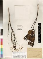 Syntype of Faramea dichotoma K. Schum. ex Glaz. [family RUBIACEAE]