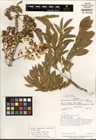 Isotype of Styphnolobium monteviridis M. Sousa & Rudd [family FABACEAE]