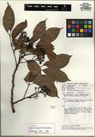 Isotype of Santiria nigricans Kochummen [family BURSERACEAE]