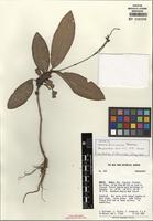 Isotype of Lecosia formicarum Pedersen [family AMARANTHACEAE]
