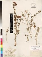 Isotype of Lotus discolor E. Mey. [family FABACEAE]