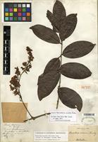 Holotype of Banisteriopsis nummifera (A. Juss.) B. Gates [family MALPIGHIACEAE]