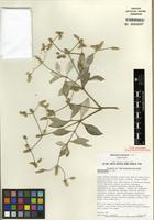 Isotype of Nototrichium divaricatum Lorence [family AMARANTHACEAE]