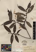 Isotype of Xylopia densiflora R.E. Fr. [family ANNONACEAE]