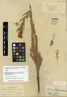 Isotype of Oenothera elata subsp. hirsutissima (A. Gray ex S. Watson) W. Dietr. [family ONAGRACEAE]