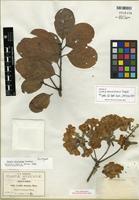 Isotype of Cordia morelosana Standl. [family BORAGINACEAE]