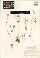 Isotype of Gomphrena phaeotricha Pedersen [family AMARANTHACEAE]