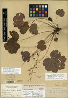 Lectotype of Heuchera parviflora var. puberula (Mack. & Bush) E.F. Wells [family SAXIFRAGACEAE]