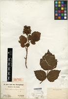 Type of Rubus phoenicolasius Maxim. [family ROSACEAE]