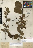 Isolectotype of Prunus virginiana L. [family ROSACEAE]
