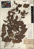Isolectotype of Serjania tenuis Radlk. [family SAPINDACEAE]