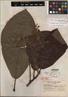 Isotype of Saurauia mexiae Killip ex Soejarto [family ACTINIDIACEAE]