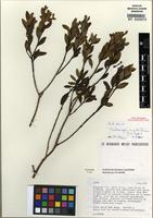 Isotype of Tristaniopsis minutiflora J.W. Dawson [family MYRTACEAE]