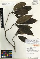 Holotype of Coussarea enneantha Standl. [family RUBIACEAE]