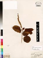 Isotype of Croton sylvaticus Hochst. ex Krauss [family EUPHORBIACEAE]