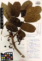 Isotype of Zanthoxylum albuquerquei D.R. Simpson [family RUTACEAE]