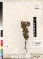 Isotype of Phylica paniculata Willd. [family RHAMNACEAE]