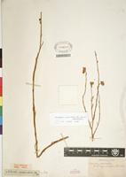 Type of Nidorella resedifolia subsp resedifolia DC. [family ASTERACEAE]
