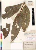 Isotype of Psychotria ingentifolia E. Petit [family RUBIACEAE]