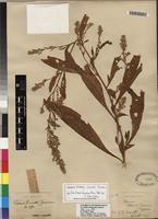 Isotype of Celosia orcuttii Greenm. [family AMARANTHACEAE]