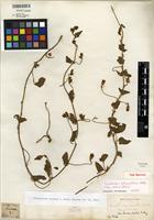 Type of Convolvulus betonicifolius subsp. betonicifolius [family CONVOLVULACEAE]