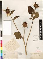 Type of Helianthus annuus L. [family ASTERACEAE]