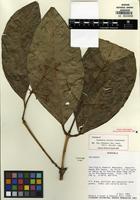 Holotype of Coussarea evoluta Steyerm. [family RUBIACEAE]