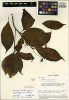 Isotype of Stenostomum acreanum (K. Krause) C.M. Taylor [family RUBIACEAE]