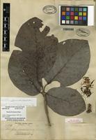 Isotype of Neonauclea formicaria (Elmer) Merr. [family RUBIACEAE]