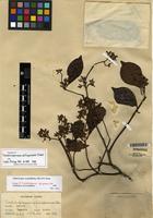 Isotype of Ichnocarpus serpyllifolius (Blume) P.I. Forst. [family APOCYNACEAE]