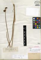 Isolectotype of Juncus microcephalus Kunth [family JUNCACEAE]