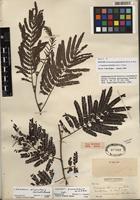 Isotype of Leucaena trichandra (Zucc.) Urb. [family FABACEAE]