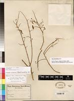 Isosyntype of Olax dissitiflora Oliv. [family OLACACEAE]