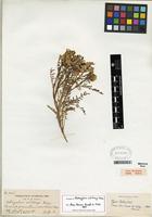 Isotype of Astragalus whitneyi A. Gray [family FABACEAE]