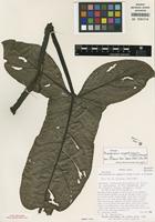Holotype of Philodendron angustilobum Croat & Grayum [family ARACEAE]