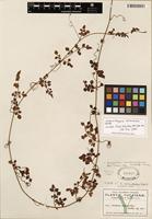 Isotype of Serjania cambessedeana Schltdl. & Cham. [family SAPINDACEAE]
