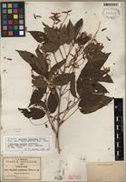 Isotype of Thouinia serrata Radlk. [family SAPINDACEAE]