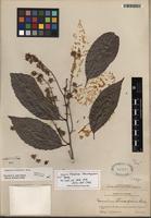 Isotype of Homalium racemosum Jacq. [family SALICACEAE]