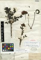 Isotype of Abarema aspleniifolia (Griseb.) Barneby & J.W. Grimes [family FABACEAE]