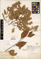 Isotype of Lagrezia monosperma (Rose) Standl. [family AMARANTHACEAE]