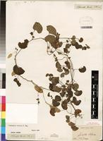 Type of Cissampelos torulosa E. Mey. Ex Harv. [family MENISPERMACEAE]