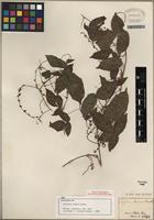 Isolectotype of Serjania tenuis Radlk. [family SAPINDACEAE]