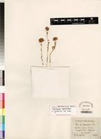 Isotype of Kotschya capitulifera (Welw. ex Baker) Dewit&P.A. Duvign. [family FABACEAE]