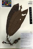 Holotype of Pentagonia involucrata C.M. Taylor [family RUBIACEAE]