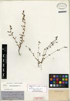Isotype of Galium proliferum A. Gray [family RUBIACEAE]