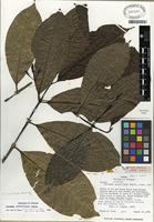 Holotype of Faramea spathacea Müll. Arg. ex Standl. [family RUBIACEAE]