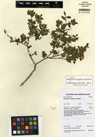Isotype of Backhousia oligantha A.R. Bean [family MYRTACEAE]
