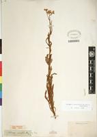 Type of Nidorella resedifolia subsp resedifolia DC. [family ASTERACEAE]